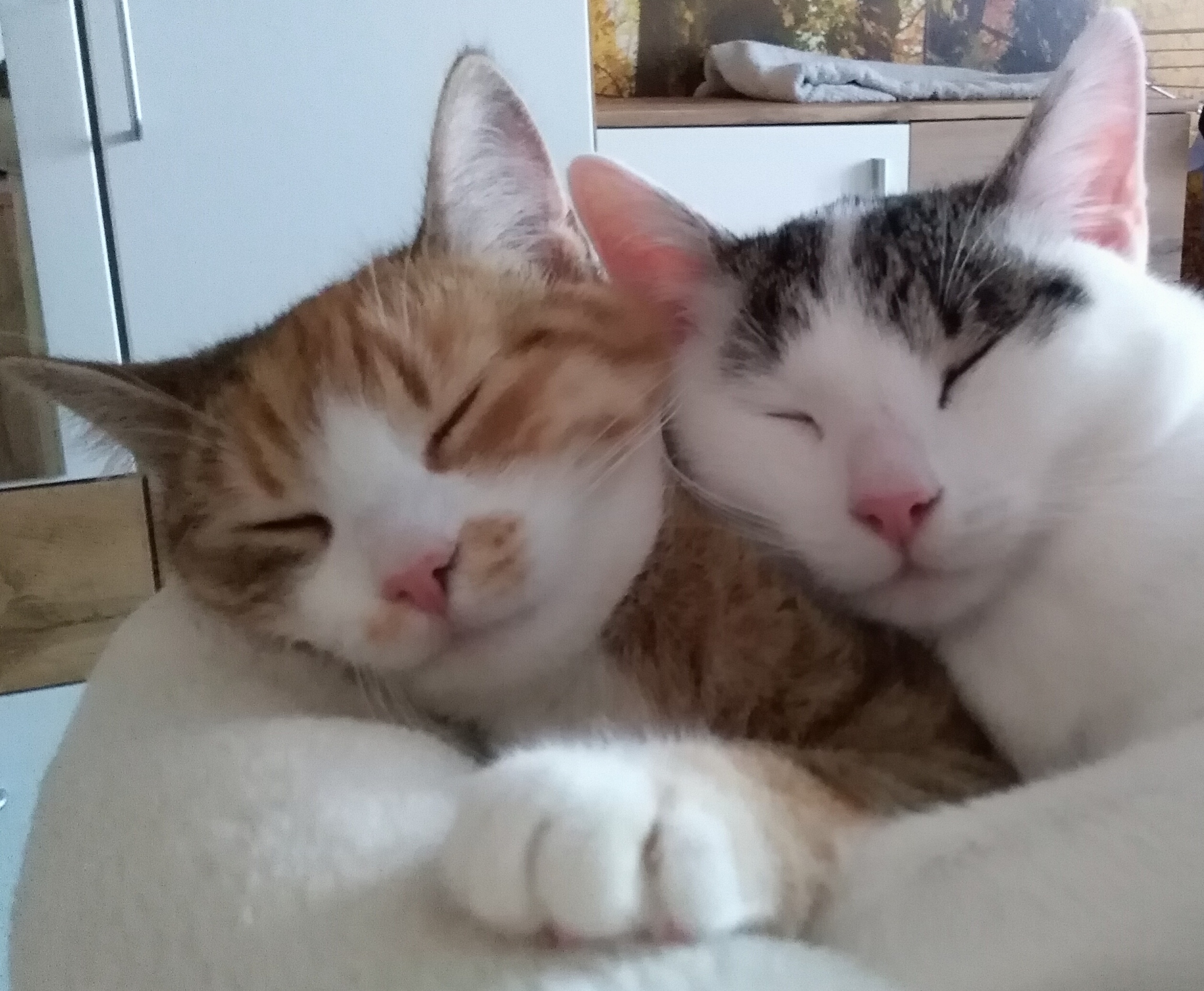 Archived Cat